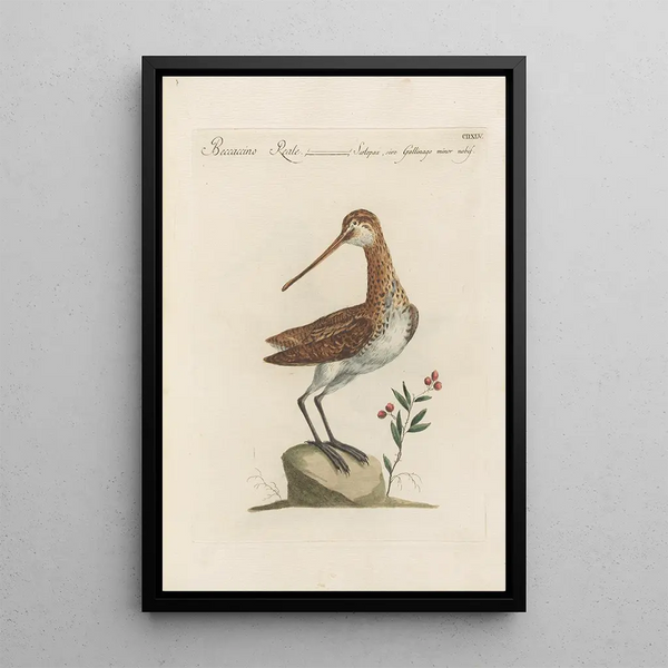 Ornithologia methodice digesta Pl427 - Saverio Manetti — quadro incorniciato alla parete
