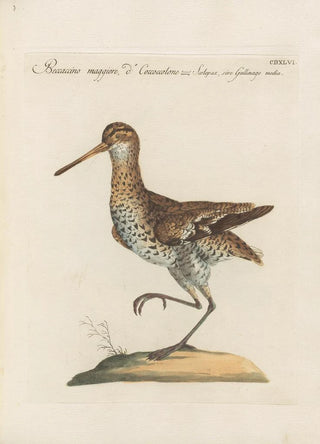 Saverio Manetti - Ornithologia methodice digesta Pl428.webp
