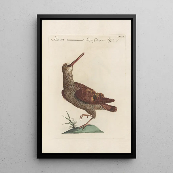 Ornithologia methodice digesta Pl429 - Saverio Manetti — quadro incorniciato alla parete
