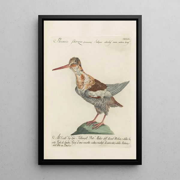 Ornithologia methodice digesta Pl431 - Saverio Manetti — quadro incorniciato alla parete