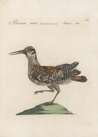 Saverio Manetti - Ornithologia methodice digesta Pl432.webp