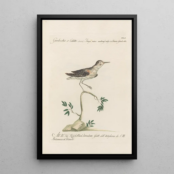 Ornithologia methodice digesta Pl434 - Saverio Manetti — quadro incorniciato alla parete