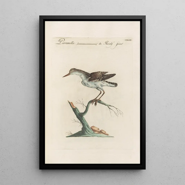 Ornithologia methodice digesta Pl435 - Saverio Manetti — quadro incorniciato alla parete
