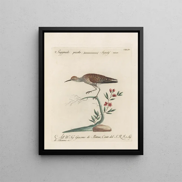 L'ornithologie ha digerito metodicamente Pl436 - Saverio Manetti — quadro incorniciato alla parete