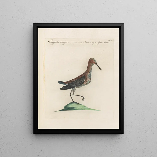 L'ornithologie ha digerito metodicamente Pl437 - Saverio Manetti — quadro incorniciato alla parete