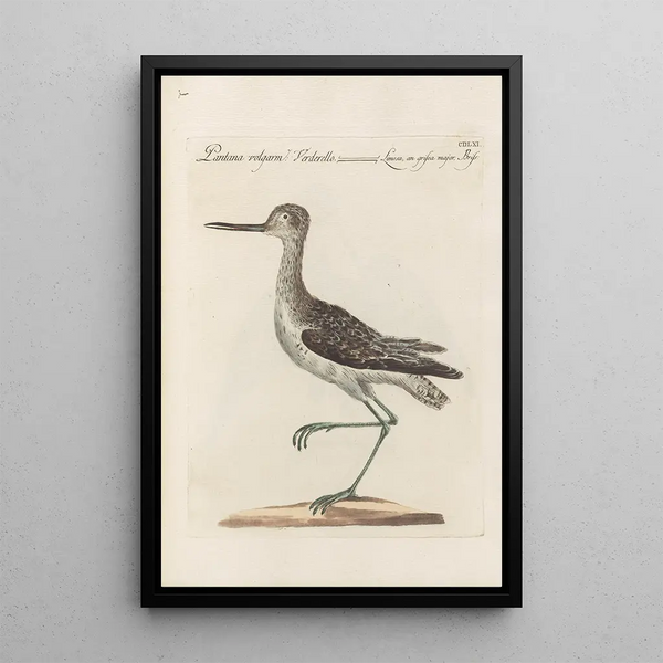Ornithologia methodice digesta Pl443 - Saverio Manetti — quadro incorniciato alla parete
