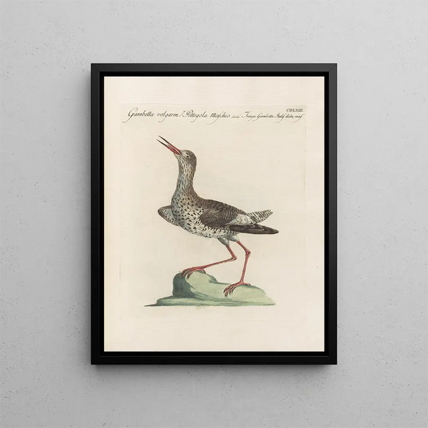 L'ornithologie ha digerito metodicamente Pl445 - Saverio Manetti — quadro incorniciato alla parete
