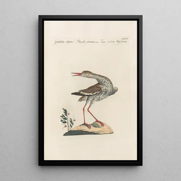 Ornithologia methodice digesta Pl446 - Saverio Manetti — quadro incorniciato alla parete