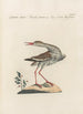 Ornithologia methodice digesta Pl446 - Saverio Manetti — vista dell’opera