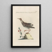 Ornithologia methodice digesta Pl447 - Saverio Manetti — quadro incorniciato alla parete