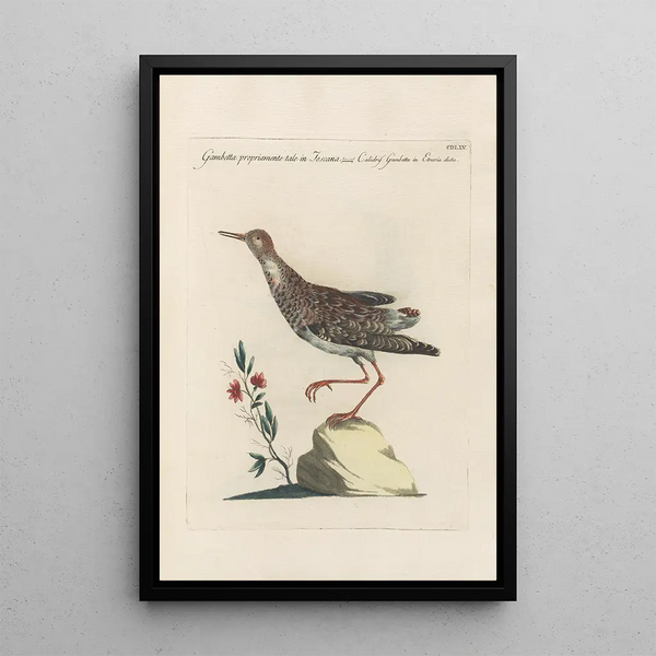 Ornithologia methodice digesta Pl447 - Saverio Manetti — quadro incorniciato alla parete