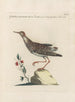Ornithologia methodice digesta Pl447 - Saverio Manetti — vista dell’opera