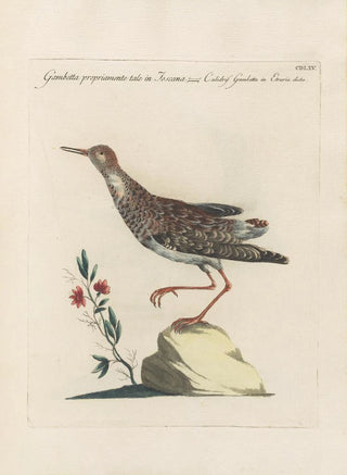 Saverio Manetti - Ornithologia methodice digesta Pl447.webp