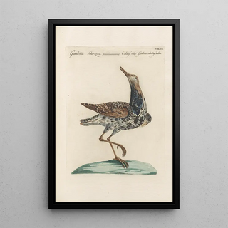 Saverio Manetti - Ornithologia methodice digesta Pl448.webp