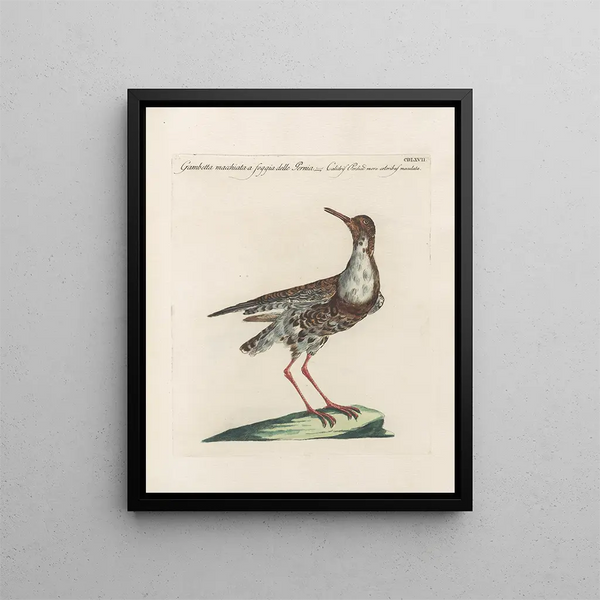 L'ornithologie ha digerito metodicamente Pl449 - Saverio Manetti — quadro incorniciato alla parete