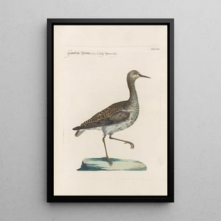 Saverio Manetti - Ornithologia methodice digesta Pl450.webp