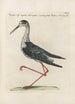 Ornithologia methodice digesta Pl452 - Saverio Manetti — vista dell’opera