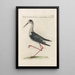 Ornithologia methodice digesta Pl452 - Saverio Manetti — quadro incorniciato alla parete