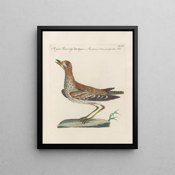 L'ornithologie ha digerito metodicamente Pl454 - Saverio Manetti — quadro incorniciato alla parete