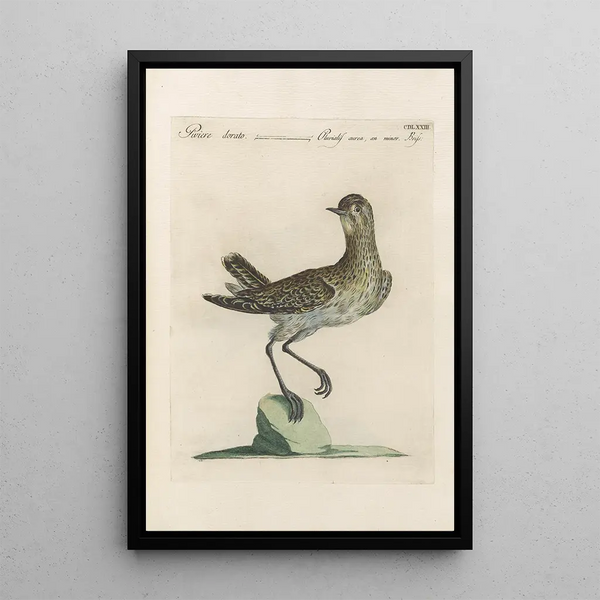 Ornithologia methodice digesta Pl455 - Saverio Manetti — quadro incorniciato alla parete