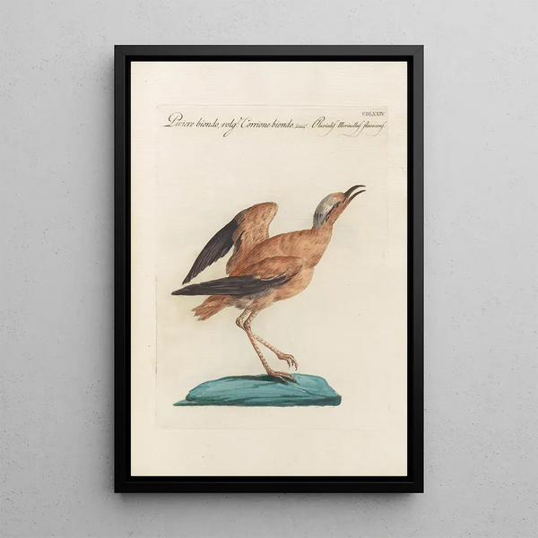 Ornithologia methodice digesta Pl456 - Saverio Manetti — quadro incorniciato alla parete