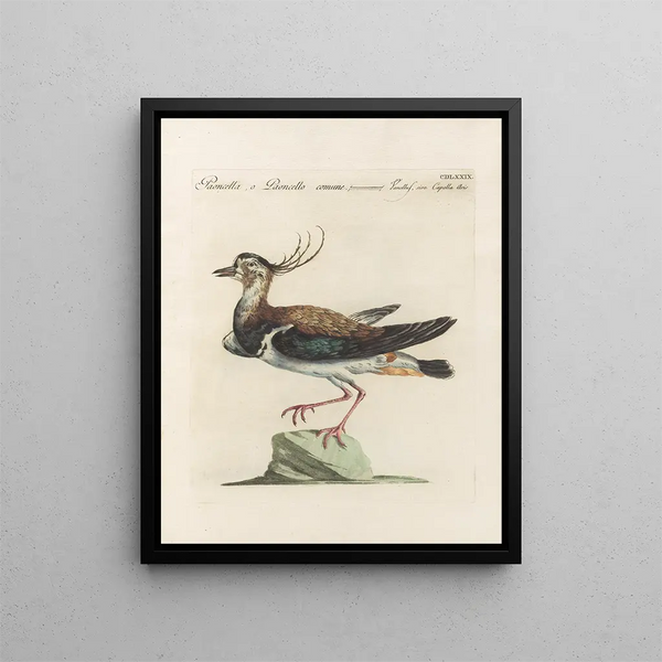 L'ornithologie ha digerito metodicamente Pl461 - Saverio Manetti — quadro incorniciato alla parete