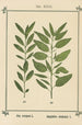 Atlas des plantes pour Ma cure d'eau Pl11 - Sebastian Kneipp — vista dell’opera