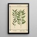Atlas des plantes pour Ma cure d'eau Pl11 - Sebastian Kneipp — quadro incorniciato alla parete