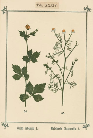 Sebastian Kneipp - Plantatlas to My watercure Pl14.webp