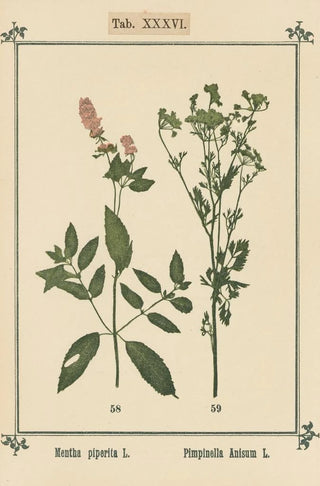 Sebastian Kneipp - Plantatlas to My watercure Pl16.webp