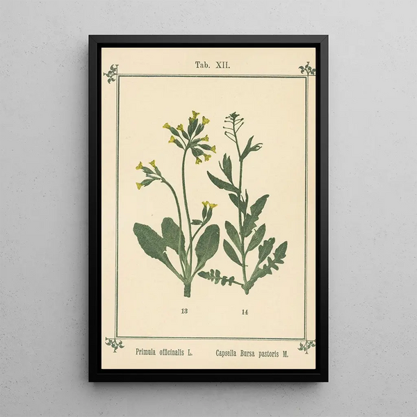 Atlas des plantes per La mia cura dell'acqua Pl32 - Sebastian Kneipp — quadro incorniciato alla parete