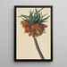 Fritillaria imperialis - Sebastian Wegmayr — quadro incorniciato alla parete