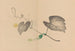 Zeshin iboku tairyukyo gafu Pl04 - Shibata Zeshin — vista dell’opera