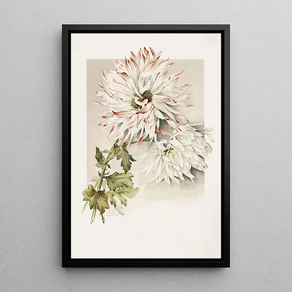 Chrysanthèmes - Sidney Thomas Callowhill — quadro incorniciato alla parete