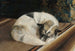 Cane che riposa - Sigrid Granfelt — vista dell’opera