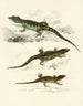 Cordylus microlepidotus maschio femmina giovane - Sir Andrew Smith — vista dell’opera