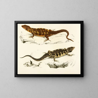 Sir Andrew Smith - Cordylus Microlepidotus.webp