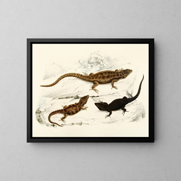 Cordylus polyzonus Cordylus griseus var. - Sir Andrew Smith — quadro incorniciato alla parete