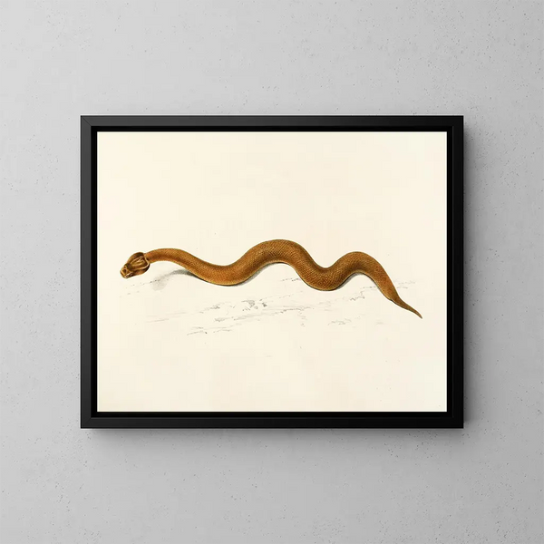 Enchida inornata - Sir Andrew Smith — quadro incorniciato alla parete