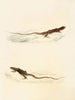 Eremias laticeps Eremias lugubris - Sir Andrew Smith — vista dell’opera