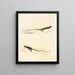 Eremias laticeps Eremias lugubris - Sir Andrew Smith — quadro incorniciato alla parete