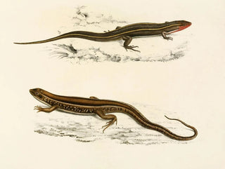 Gerrhosaurus bibroni Gerrhosaurus typicus - Sir Andrew Smith — vista dell’opera