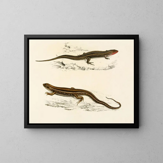 Gerrhosaurus bibroni Gerrhosaurus typicus - Sir Andrew Smith — quadro incorniciato alla parete