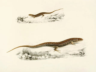 Gerrhosaurus flavigularis adulto giovane - Sir Andrew Smith — vista dell’opera