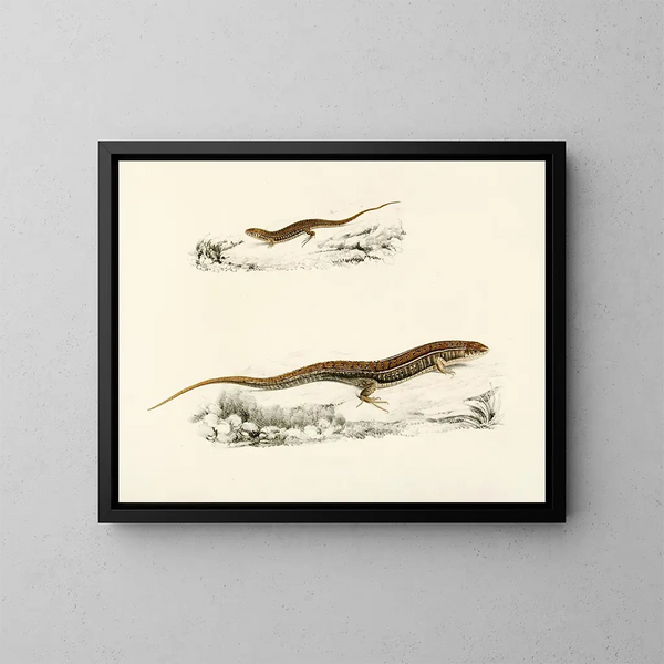 Gerrhosaurus flavigularis adulto giovane - Sir Andrew Smith — quadro incorniciato alla parete