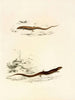 Gerrhosaurus sepiformis Gerrhosaurus subtessellatus - Sir Andrew Smith — vista dell’opera