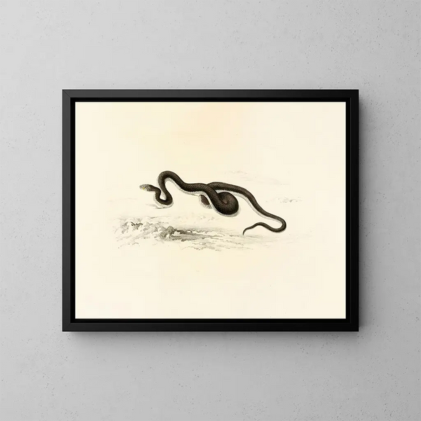 Lycodon capensis - Sir Andrew Smith — quadro incorniciato alla parete