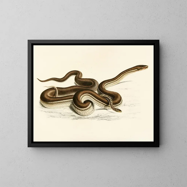 Lycodon geometrico - Sir Andrew Smith — quadro incorniciato alla parete