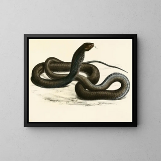 Naïa Haje Var C - Sir Andrew Smith — quadro incorniciato alla parete