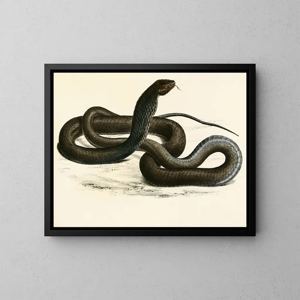 Naïa Haje Var C - Sir Andrew Smith — quadro incorniciato alla parete